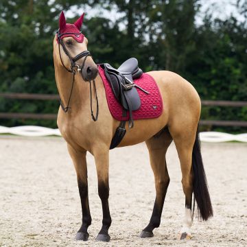 Oornetje ES-Cato -  Amarena